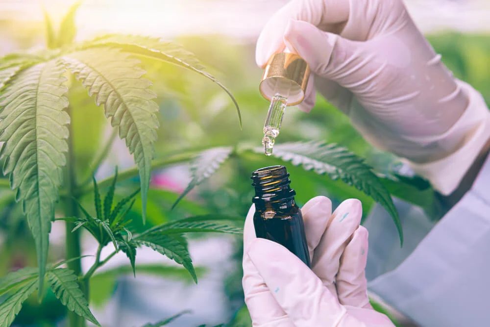 Cannabis for Wellness: A Comprehensive Guide to CBD and THC Products