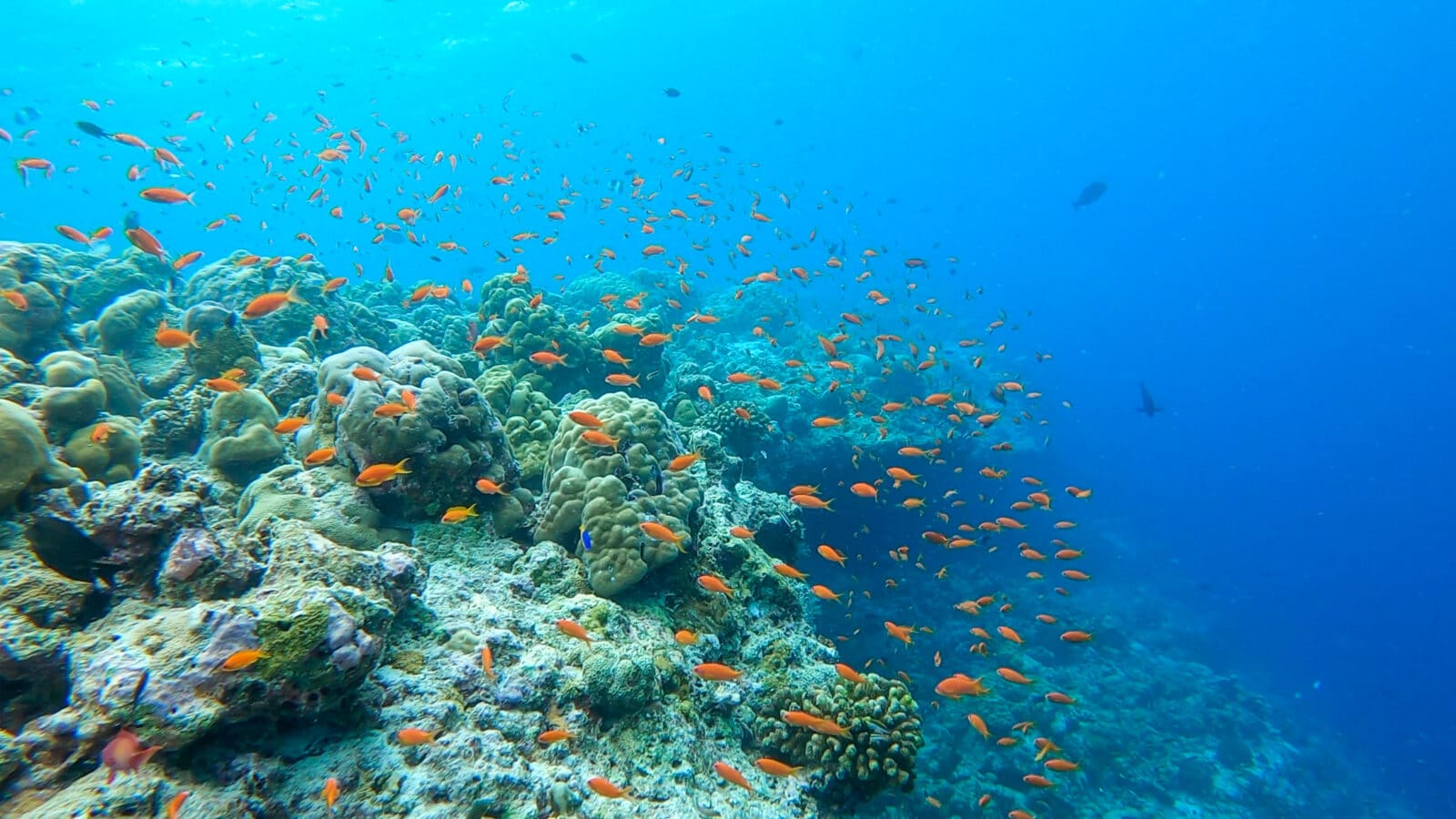 World’s Largest Coral Reef Restoration Project Launched