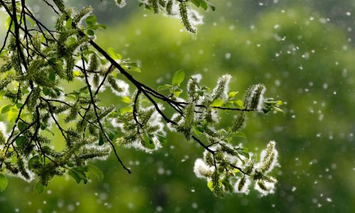 Spring Allergy Season Predicted to Be Severe Due to Unusually Warm Weather