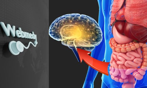 Exploring the Gut-Brain Connection: How Your Microbiome Influences Mental Health